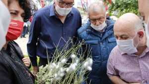 Ödemiş’in ipekböcekçiliği projesinde hasat zamanı