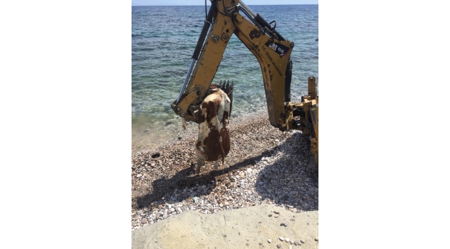 Çeşme'de sahile vuran ölü inek vatandaşları şaşırttı