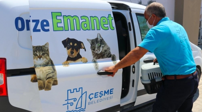 Çeşme Belediyesi'nden sokak hayvanlarına ücretsiz veterinerlik hizmeti