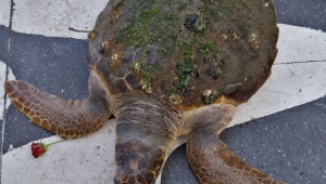 İzmir Körfezi'nde kıyıya vuran caretta caretta kurtarıldı 