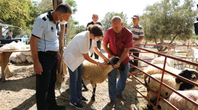 Seferihisar'da Kurbanlık Hayvan Pazarları her gün denetleniyor