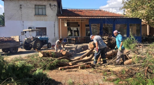 Şiddetli rüzgâr ve yağmur etkisiyle devrilen 32 ağaç için Bergama'da çalışma başlatıldı