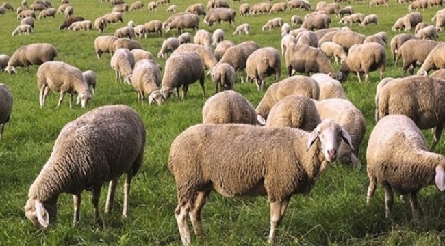 500 bin koyun dağıtacağız sözünü verdiler, 87 bin koyun dağıtabildiler