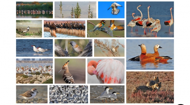 (Foto Galerili Haber) Mavişehir’e Flamingo Doğa Parkı geliyor
