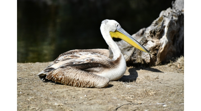 (Foto Galerili Haber) Yaralı flamingo ve iki pelikan tedavi altında