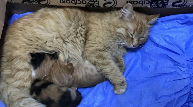 Anne kedi yavrularını doktora getirdi