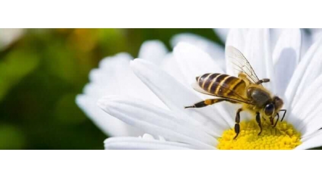Arı sokması ölüme neden olur mu?