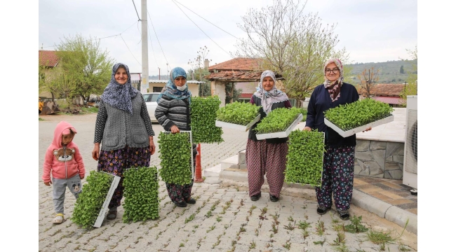 Bucalı üreticiye fide desteği