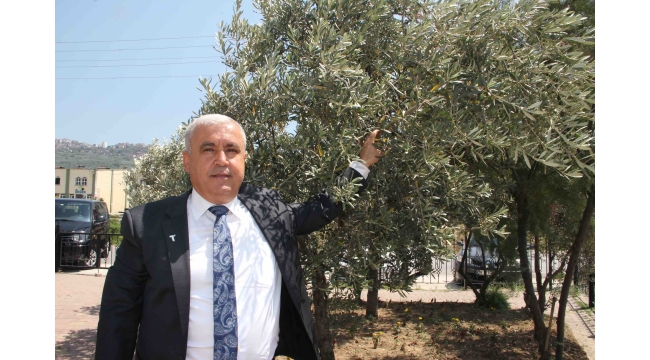 Sofralık zeytin ihracatı 100 bin tona koşuyor