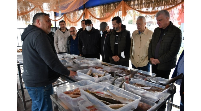 Taze balık mezattan sofraya