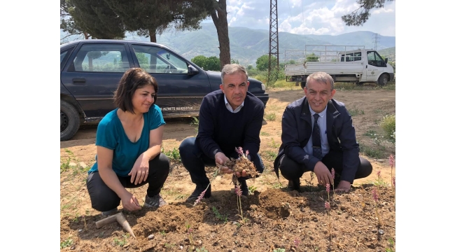 Beydağ Belediyesi Salep hasadını gerçekleştirdi