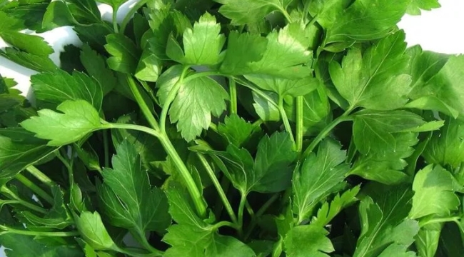 Maydanozun 14 faydası