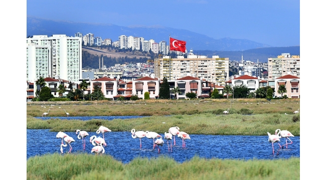 Flamingolar İzmirlileri büyülüyor