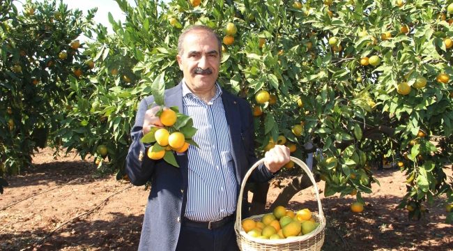 Narenciye sektörü KKTC'de görülen yeşillenme hastalığının Türkiye'ye sıçramaması için topyekûn mücadele istiyor