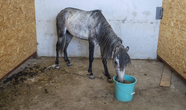 Aç ve susuz bırakılan atlar artık güvende