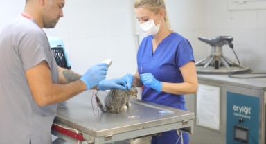 Bayraklı'da 8 bin 379 sokak hayvanı tedavi edildi 