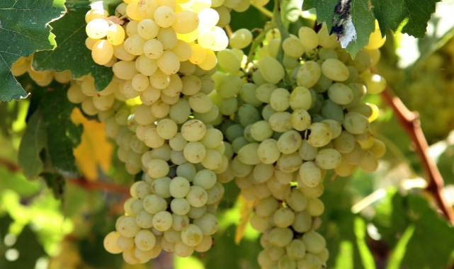 Sultani çekirdeksiz taze üzümün ihracat yolculuğu başlıyor