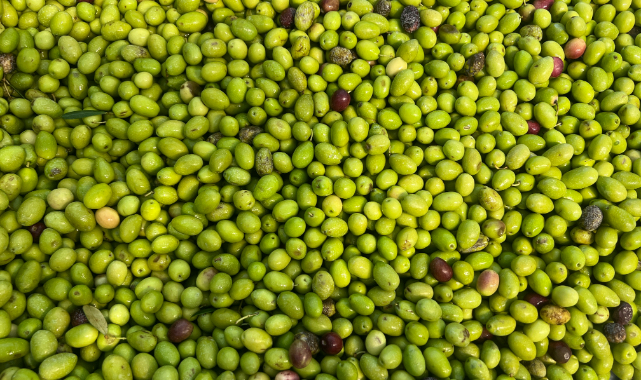 Akhisar, zeytinde Türkiye’nin lokomotifi