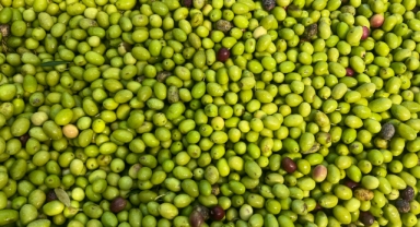 Akhisar, zeytinde Türkiye’nin lokomotifi