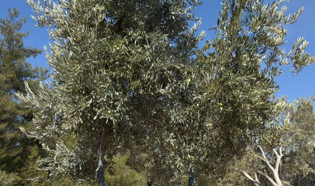 Yeniköy Kemerköy Enerji 151 ağacı bilimsel yöntemle taşıdı