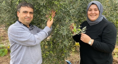 Akhisar'da zeytin hasadı başladı: Murat Demircan tarlaya iniyor
