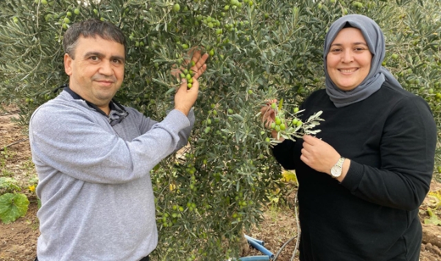 Akhisar'da zeytin hasadı başladı: Murat Demircan tarlaya iniyor