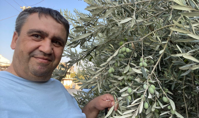 Akhisar'da zeytin hasadı başladı: Murat Demircan tarlaya iniyor
