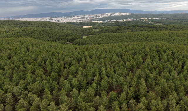 ALJ Türkiye, İzmir’de 310 bin fidanla ağaçlandırma seferberliğine ilk adımını attı!