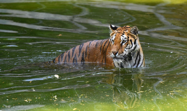 İzmir Doğal Yaşam Parkı ziyaretçi rekorları kırıyor