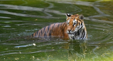 İzmir Doğal Yaşam Parkı ziyaretçi rekorları kırıyor