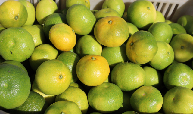 Mandalina ihracatında Ekim ayı rekoru