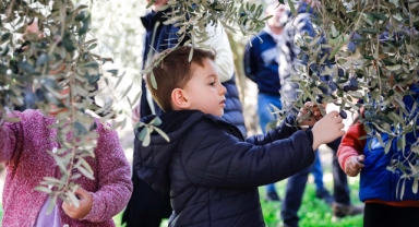 Seferihisar'da minik ellerden bereket: Çocukların zeytin hasadı sofraları şenlendiriyor