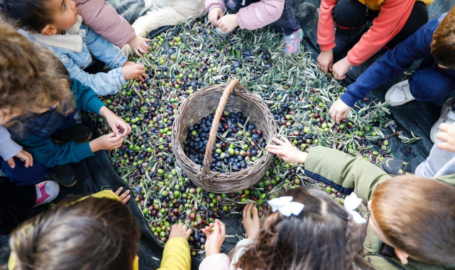 Seferihisar'da minik ellerden bereket: Çocukların zeytin hasadı sofraları şenlendiriyor
