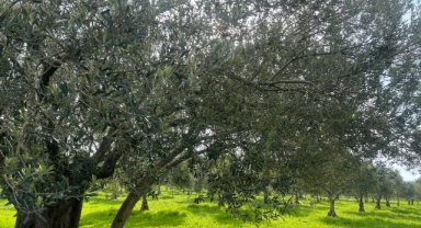 Soma'da zeytin bereketi