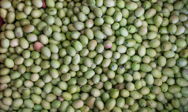 Zeytin sektöründe devrim: Gelecek için 5 stratejik adım