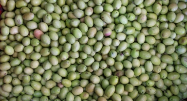 Zeytin sektöründe devrim: Gelecek için 5 stratejik adım