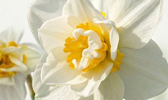 İZDENİZ’den Nergis Festivali’ne özel seferler