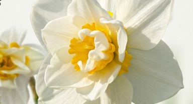 İZDENİZ’den Nergis Festivali’ne özel seferler