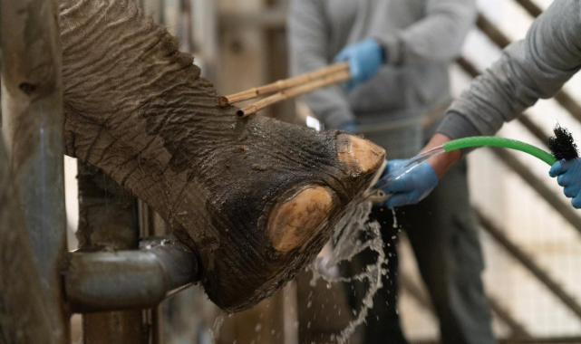 İzmir Doğal Yaşam Parkı’nda fillerin hayatını kurtaran özel ayak bakımı