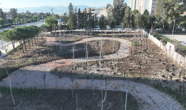 Betonun arasından orman çıktı