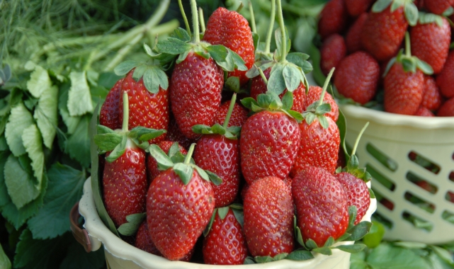 Ege yaş meyve sebze ihracatında sürdürülebilirlik hamlesi