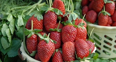 Ege yaş meyve sebze ihracatında sürdürülebilirlik hamlesi