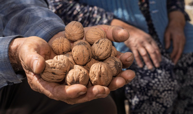 Kesilen cevizlerin yerine umut filizlendi