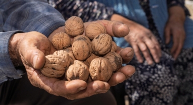 Kesilen cevizlerin yerine umut filizlendi