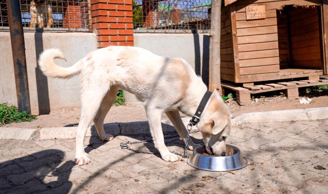 Seferihisar’da sıfır atıkla mama üretimi başladı