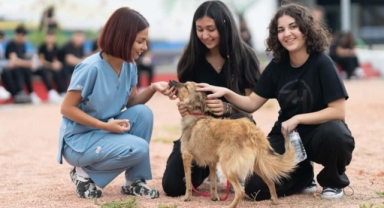Barınaklardan 3 binin üzerinde hayvan sahiplendirildi