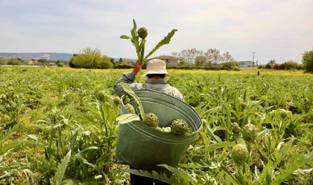 Enginarın kalbi 1-2-3 Mayıs’ta Urla’da atacak
