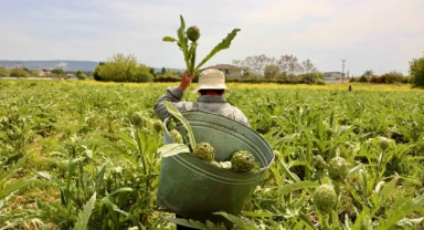 Enginarın kalbi 1-2-3 Mayıs’ta Urla’da atacak