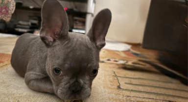 İzmir’de veteriner kliniği iddiası: Ameliyat edilen yavru köpek için “ihmal” tepkisi