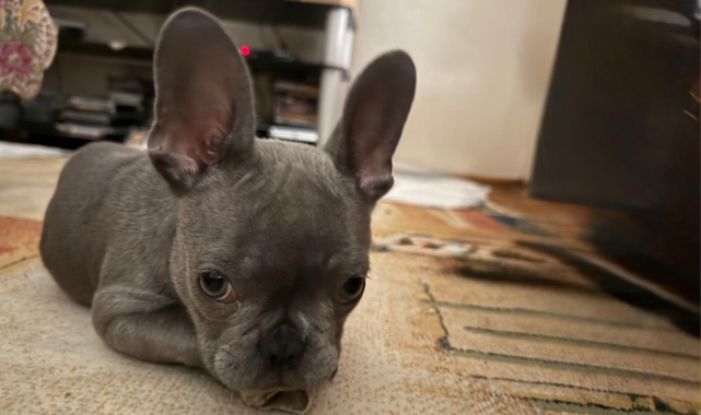 İzmir’de veteriner kliniği iddiası: Ameliyat edilen yavru köpek için “ihmal” tepkisi